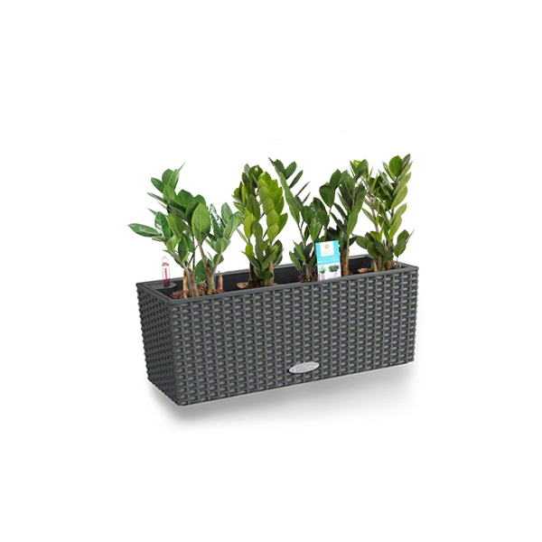 Замиокулькас + Lechuza Balconera