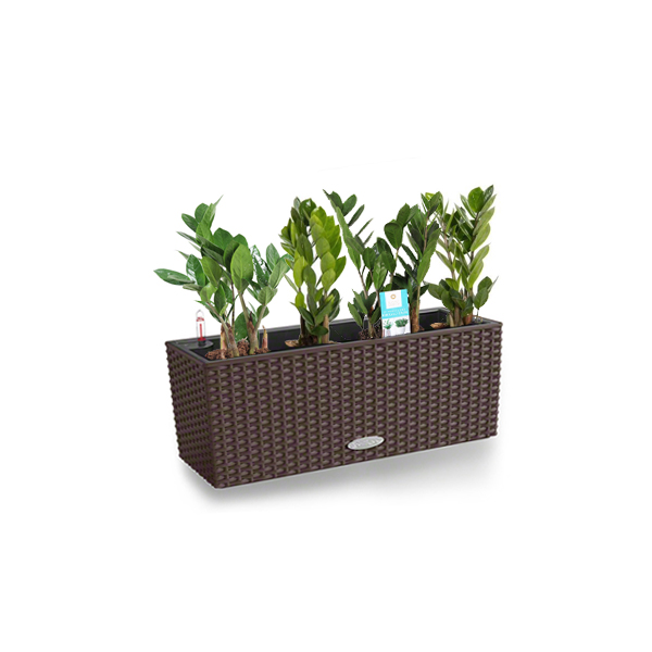 Замиокулькас + Lechuza Balconera