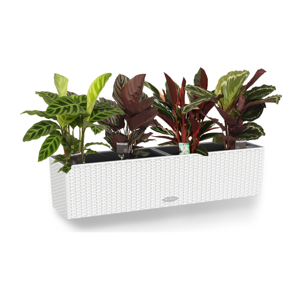 Калатея Микс + Lechuza Balconera