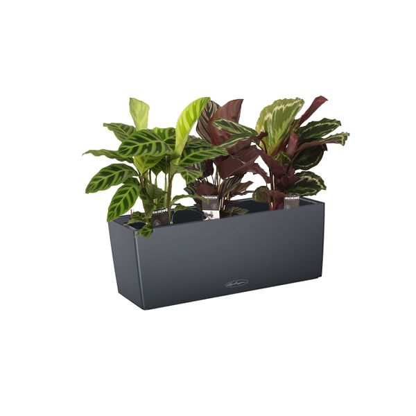 Калатея Микс + Lechuza Balconera