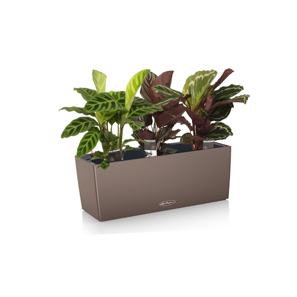 Калатея Микс + Lechuza Balconera