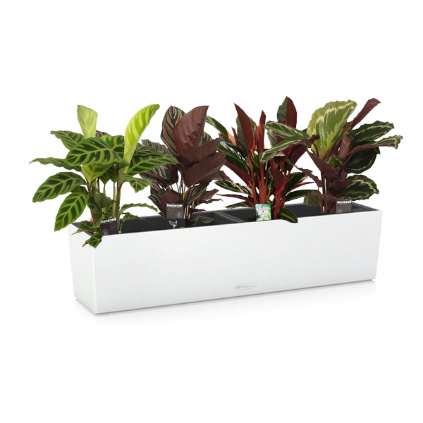 Калатея Микс + Lechuza Balconera