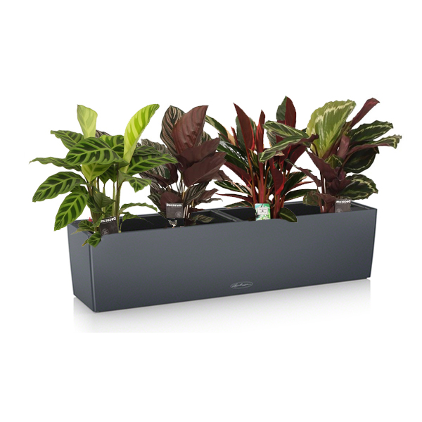 Калатея Микс + Lechuza Balconera