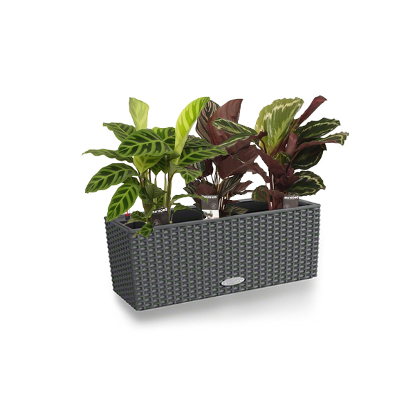 Калатея Микс + Lechuza Balconera