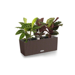 Калатея Микс + Lechuza Balconera