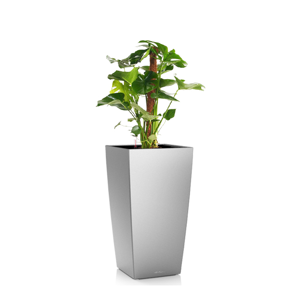 Монстера + Lechuza Cubico