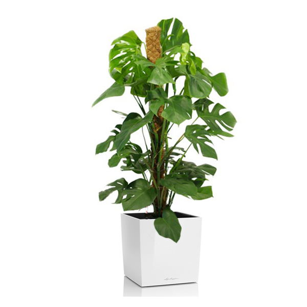 Монстера + Lechuza Cube 40