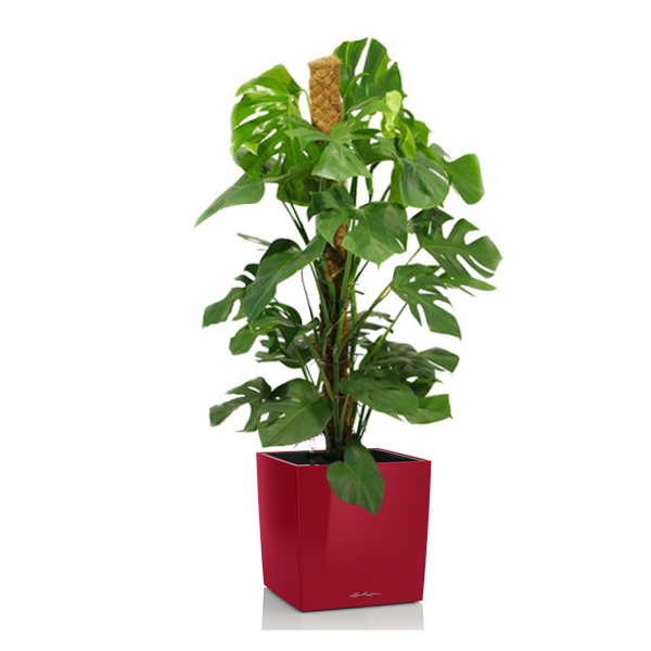 Монстера + Lechuza Cube 40