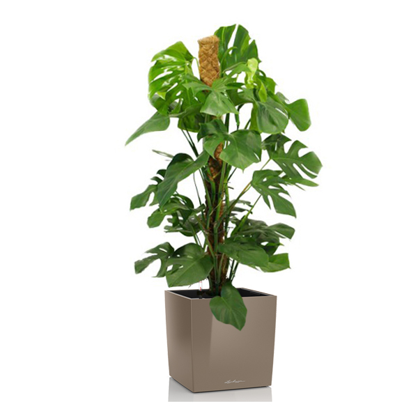 Монстера + Lechuza Cube 40