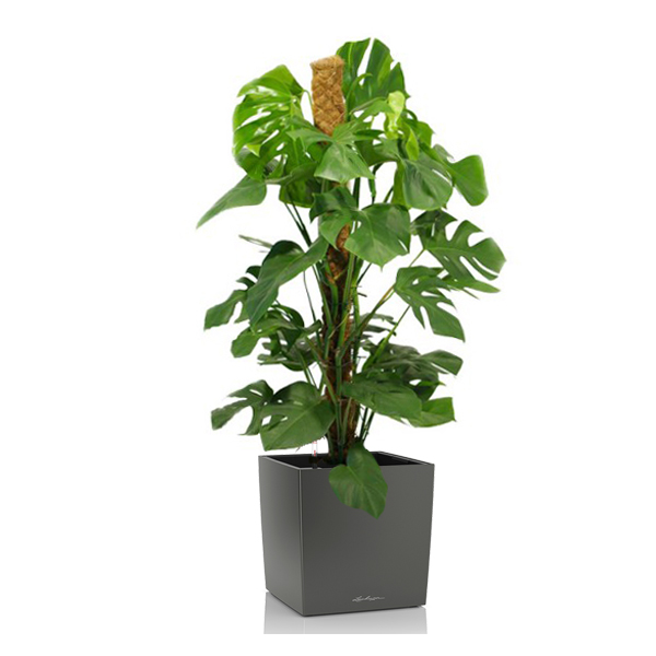 Монстера + Lechuza Cube 40