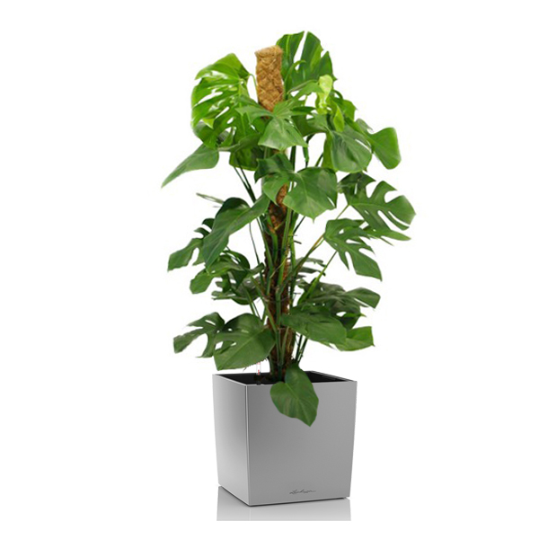 Монстера + Lechuza Cube 40