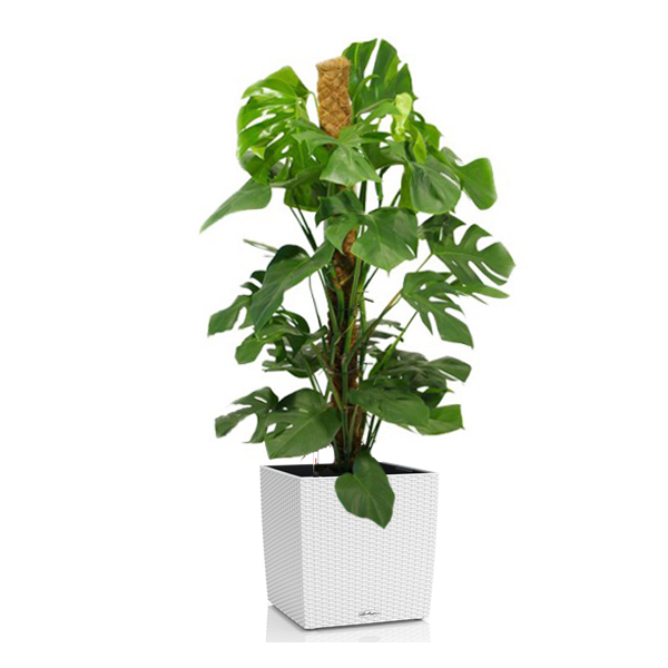 Монстера + Lechuza Cube 40