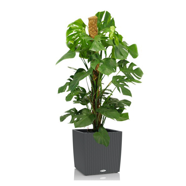 Монстера + Lechuza Cube 40