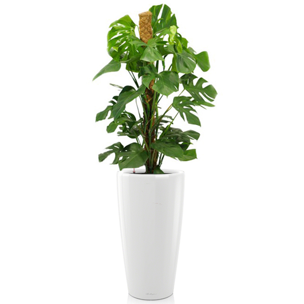 Монстера + Lechuza Rondo 40