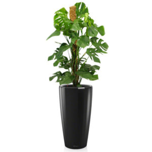 Монстера + Lechuza Rondo 40