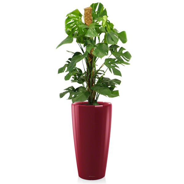 Монстера + Lechuza Rondo 40