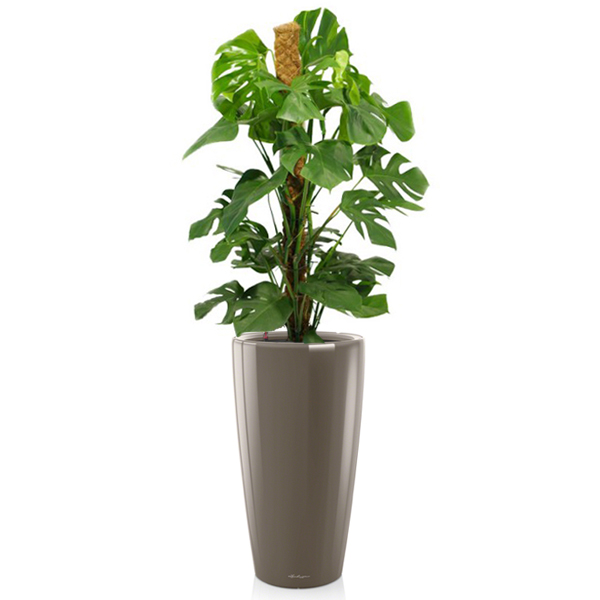 Монстера + Lechuza Rondo 40