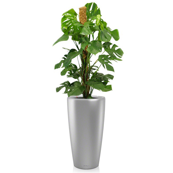 Монстера + Lechuza Rondo 40