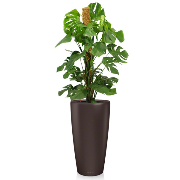 Монстера + Lechuza Rondo 40