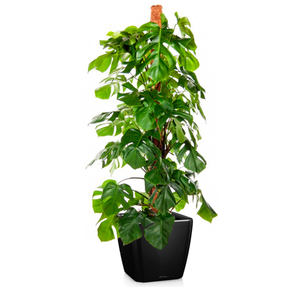 Монстера + Lechuza Quadro 43