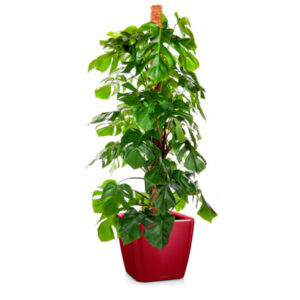 Монстера + Lechuza Quadro 43