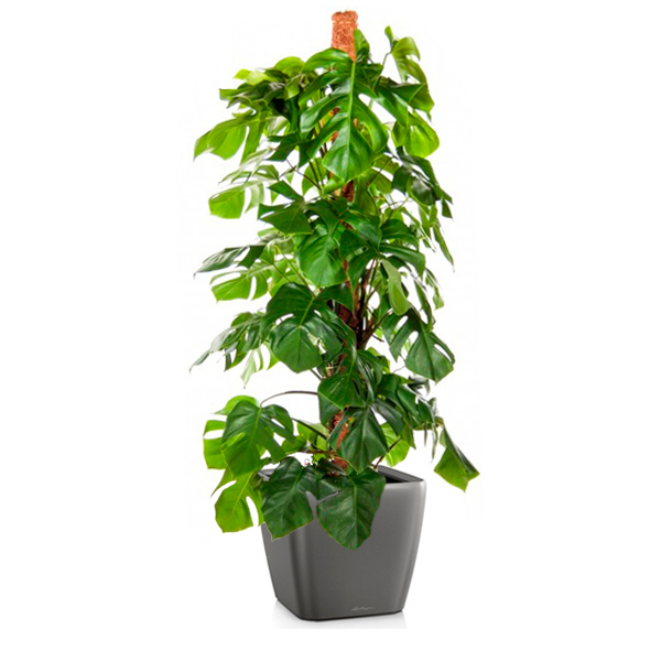 Монстера + Lechuza Quadro 43