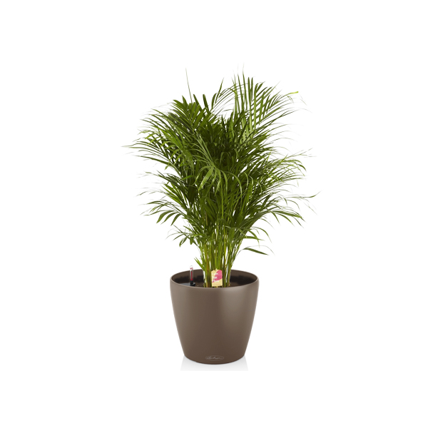 Хризалидокарпус + Lechuza Classico