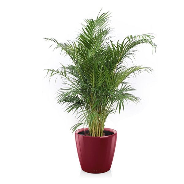 Хризалидокарпус + Lechuza Classico