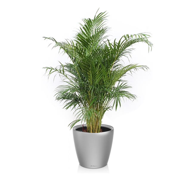 Хризалидокарпус + Lechuza Classico