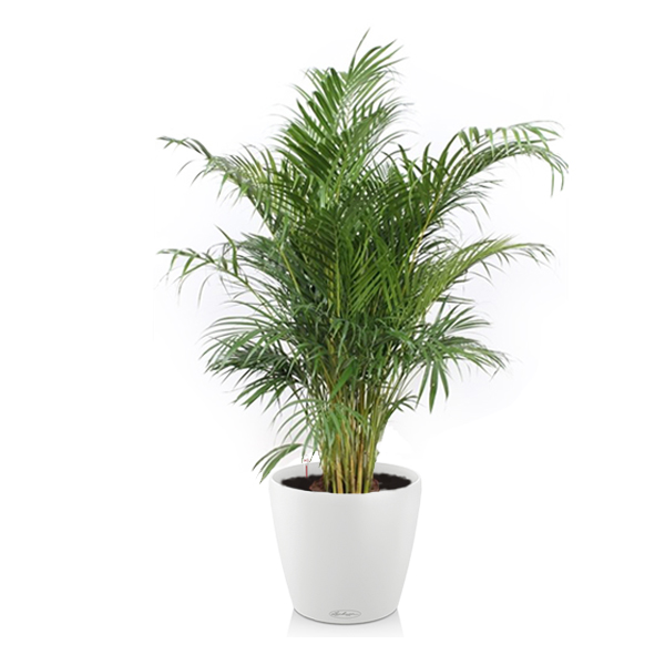 Хризалидокарпус + Lechuza Classico