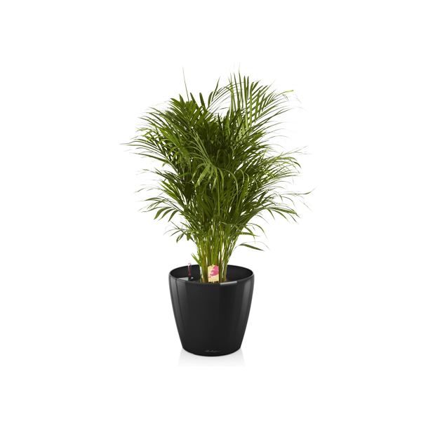 Хризалидокарпус + Lechuza Classico