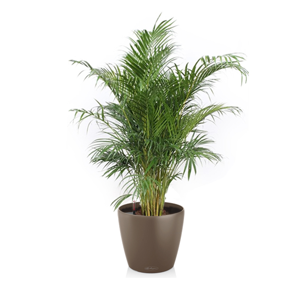 Хризалидокарпус + Lechuza Classico