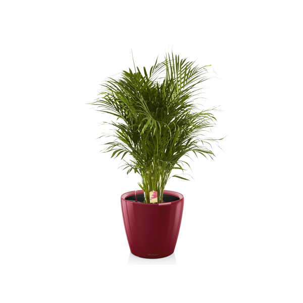 Хризалидокарпус + Lechuza Classico