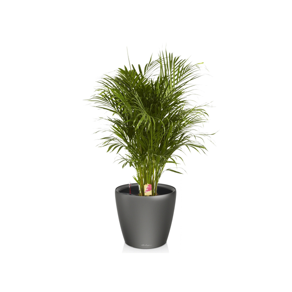 Хризалидокарпус + Lechuza Classico