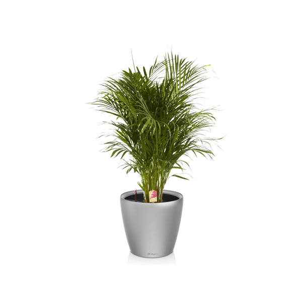 Хризалидокарпус + Lechuza Classico