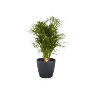 Хризалидокарпус + Lechuza Classico