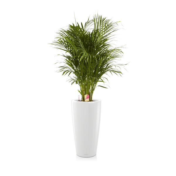 Хризалидокарпус + Lechuza Rondo