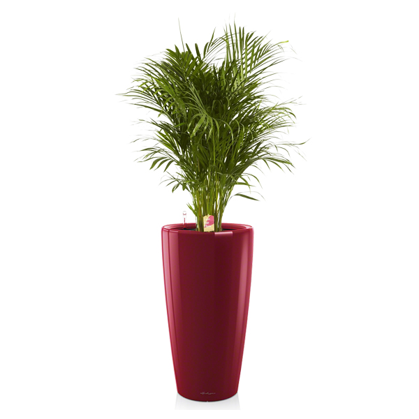 Хризалидокарпус + Lechuza Rondo