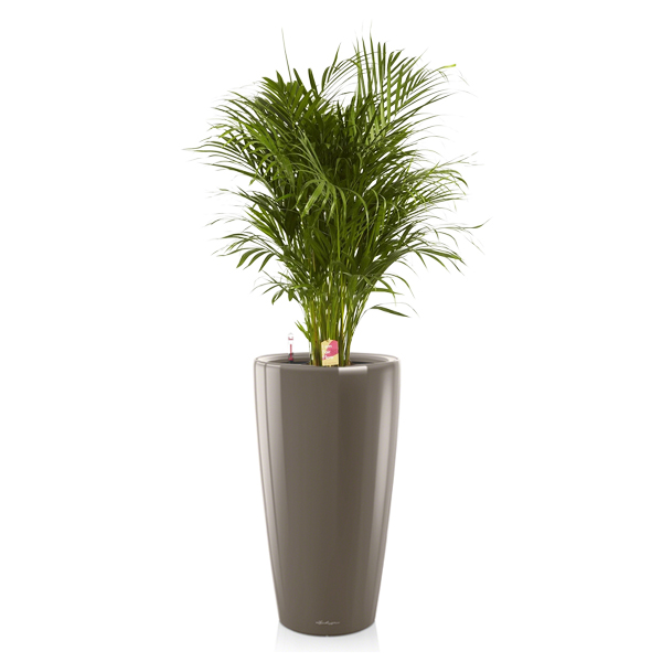 Хризалидокарпус + Lechuza Rondo