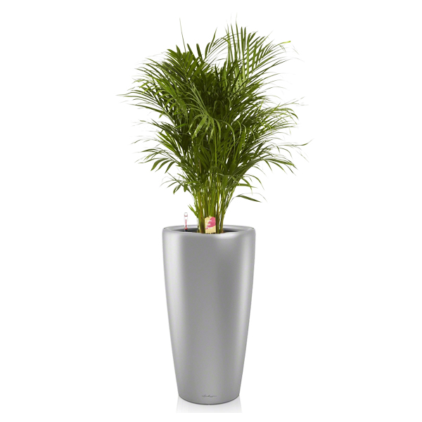 Хризалидокарпус + Lechuza Rondo