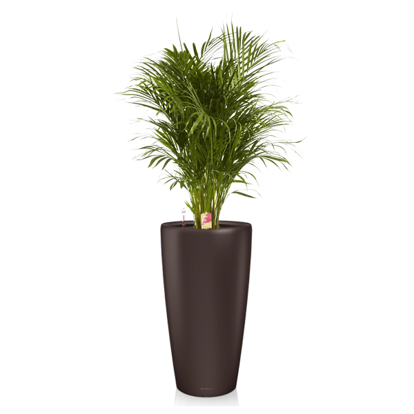 Хризалидокарпус + Lechuza Rondo