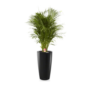 Хризалидокарпус + Lechuza Rondo