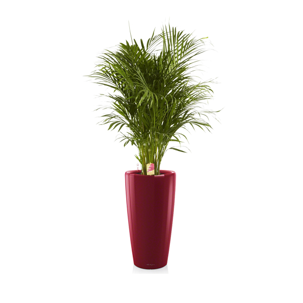 Хризалидокарпус + Lechuza Rondo