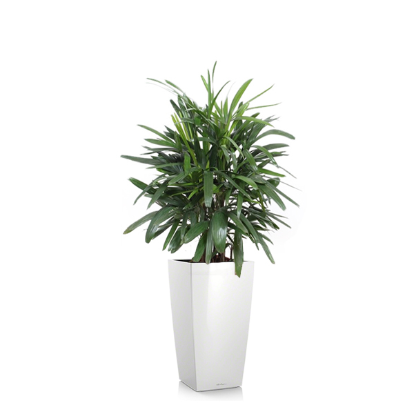 Рапис + Lechuza Cubico