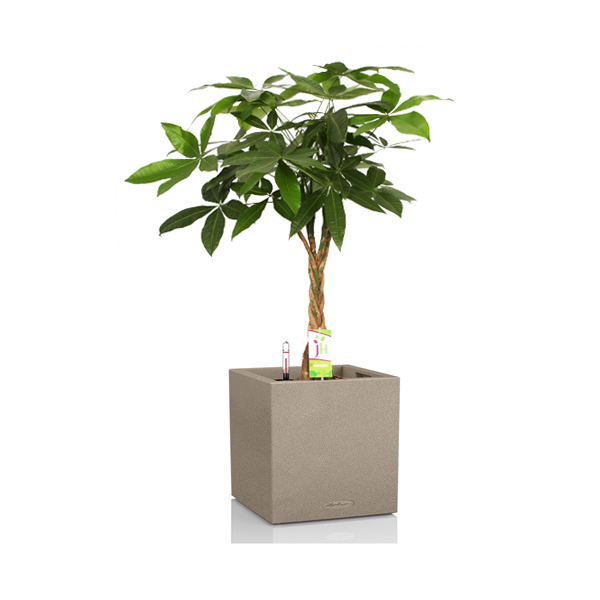 Пахира + Lechuza Canto