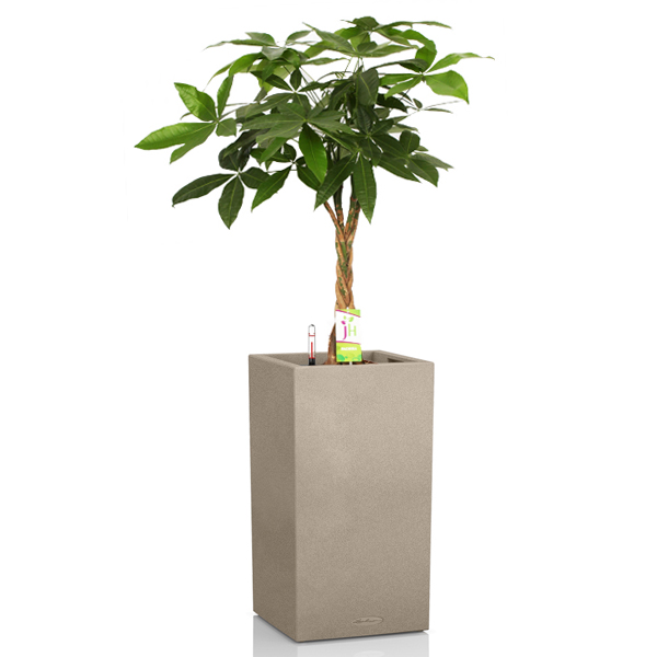 Пахира + Lechuza Canto