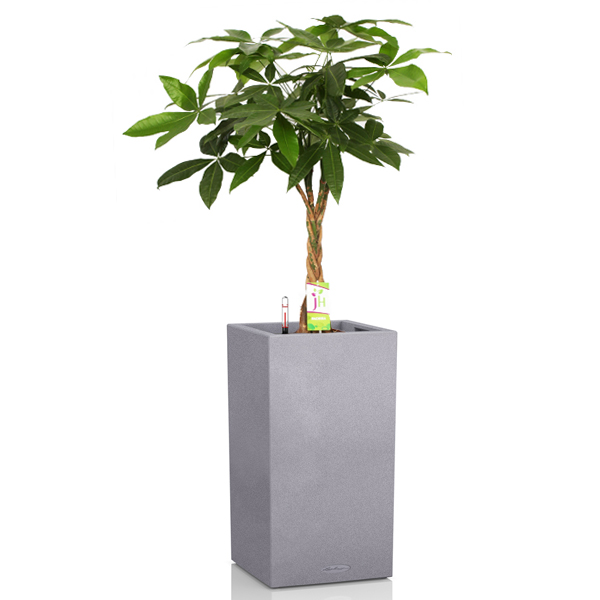 Пахира + Lechuza Canto