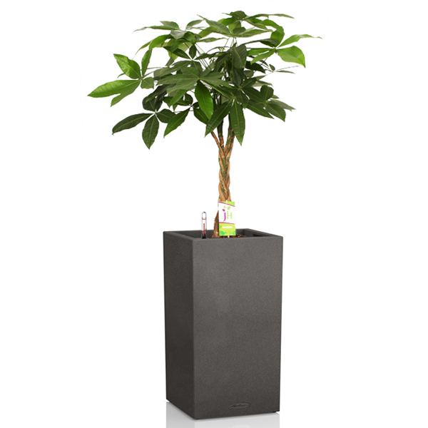 Пахира + Lechuza Canto