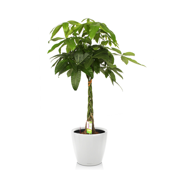 Пахира + Lechuza Classico