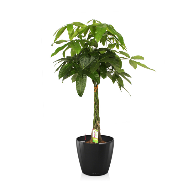 Пахира + Lechuza Classico